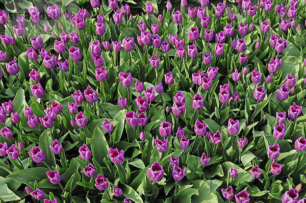 Tulpen (Tulipa spec.)  Lisse  Südholland  Holland  Niederlande  Europa