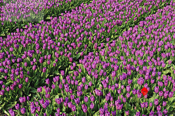 Tulpenfeld (Tulipa spec.) bei Lisse  Südholland  Holland  Niederlande  Europa