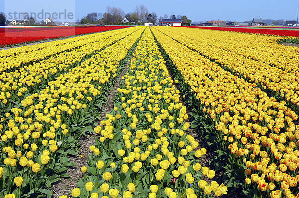 Tulpenfeld (Tulipa spec.) bei Lisse  Südholland  Holland  Niederlande  Europa