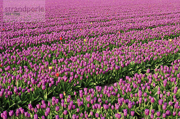 Tulpenfeld (Tulipa sp.) bei Lisse  Südholland  Holland  Niederlande  Europa
