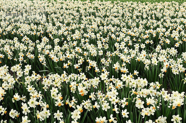 Osterglockenfeld  Narzissen  Osterglocken (Narcissus spec.)  Lisse  Südholland  Holland  Niederlande  Europa