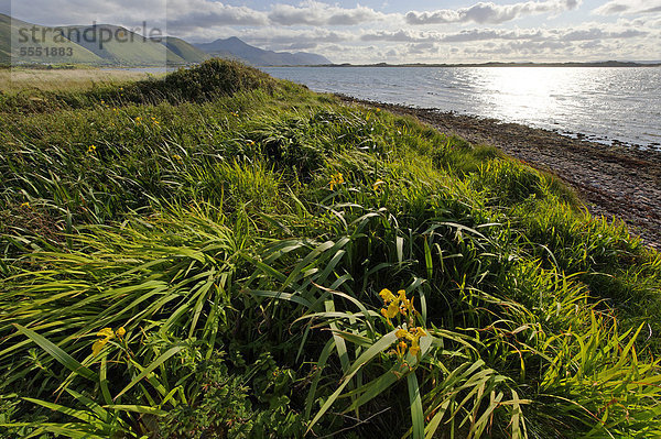 Strand von Glenbeigh vor der Halbinsel Rossbeigh  Ring of Kerry  County Kerry  Irland  Europa