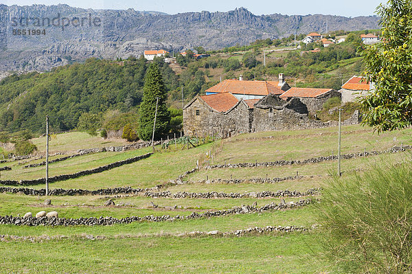 Landschaft mit Steinmauern  Nationalpark Peneda Geres  Provinz Minho  Portugal  Europa