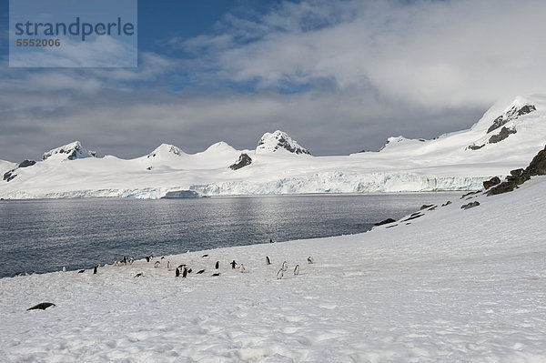 Zügelpinguine  auch Kehlstreifpinguine (Pygoscelis antarctica)  Half Moon Island  South Shetland Island  Antarktische Halbinsel