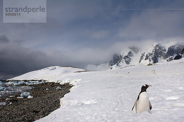 Eselspinguin (Pygoscelis papua) in tiefem Schnee  Cuverville Island  Antarktische Halbinsel