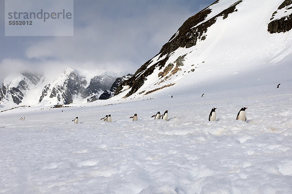 Eselspinguine (Pygoscelis papua) gehen in tiefem Schnee  Cuverville Island  Antarktische Halbinsel
