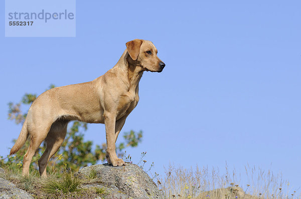 Labrador Retriever Hündin steht auf Felsen