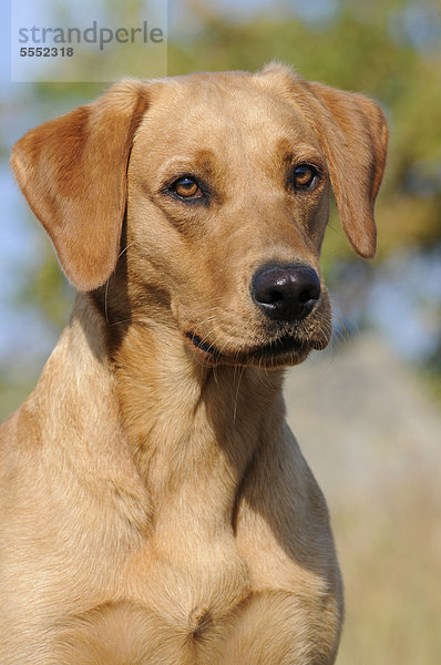 Labrador Retriever Hündin  Portrait