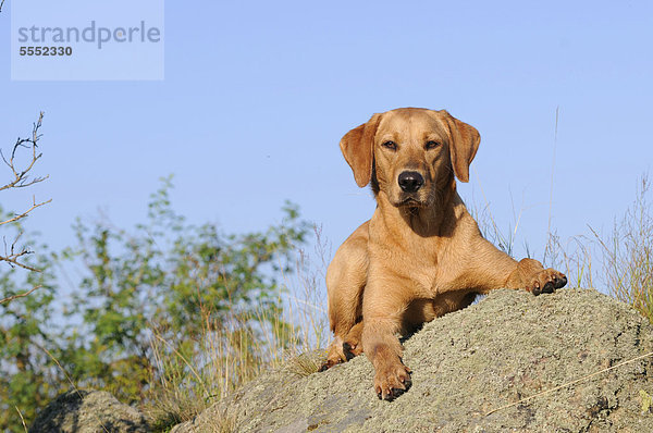 Labrador Retriever Hündin liegt auf Felsen