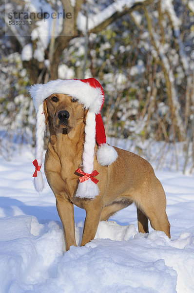 Hut Labrador Kleidung Schnee