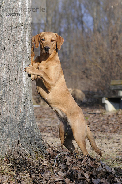 Labrador Retriever Hündin steht aufgerichtet an Baumstamm