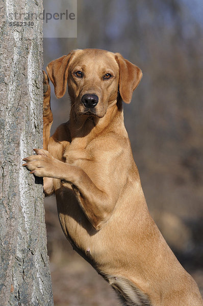 Labrador Retriever Hündin steht aufgerichtet an Baumstamm