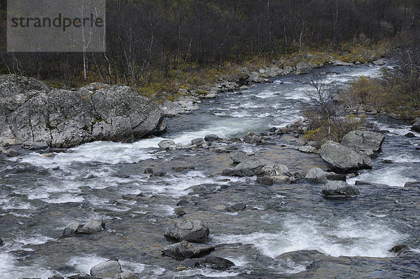 Fluss Driva im Dovrefjell-Sunndalsfjella-Nationalpark  Norwegen  Europa