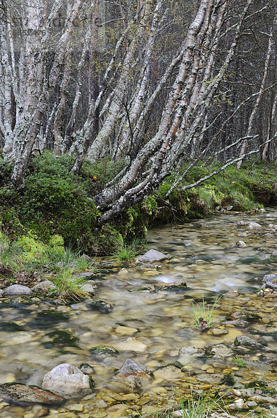 Bach im Wald nahe Straumbu  Rondane Nationalpark  Norwegen  Skandinavien  Europa