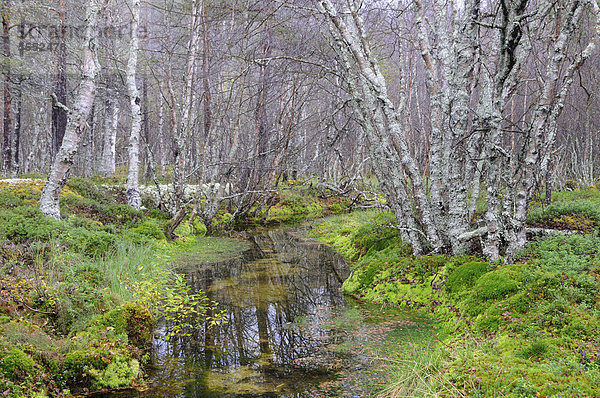 Klarer Bach im Wald nahe Straumbu  Rondane Nationalpark  Norwegen  Skandinavien  Europa
