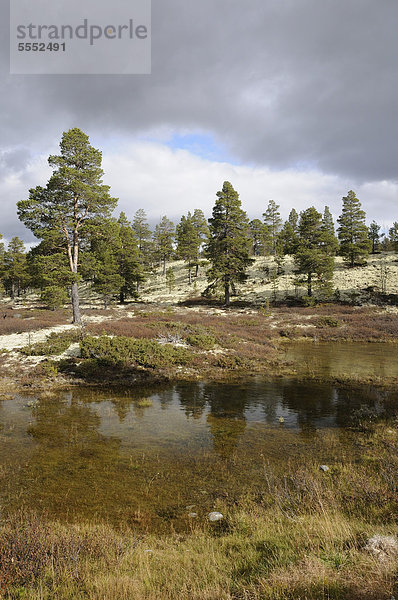 Sumpflandschaft im Rondane Nationalpark  Norwegen  Europa