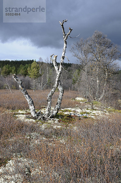 Nationalpark Europa Landschaft Norwegen kahler Baum kahl kahle Bäume
