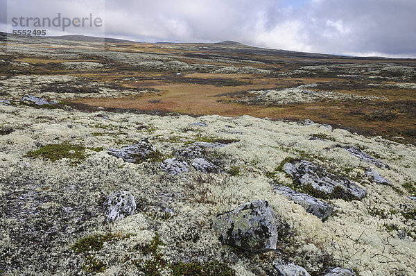Rentierflechte (Cladonia rangiferina)  Fjelllandschaft im Herbst  Ringebufjellet  Norwegen  Europa