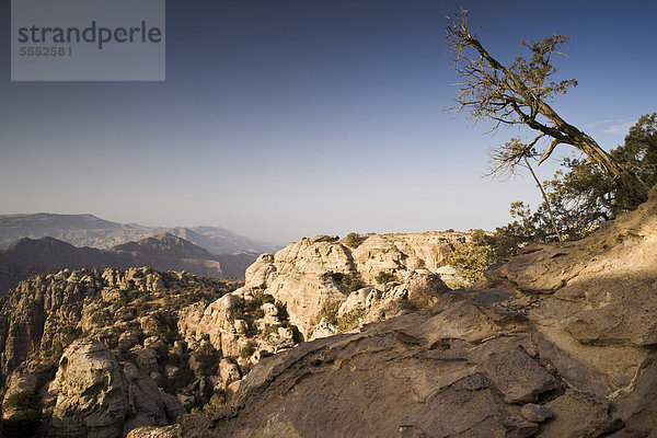 Schräg wachsender Baum  Dana Naturschutzgebiet  Jordanien  Vorderasien