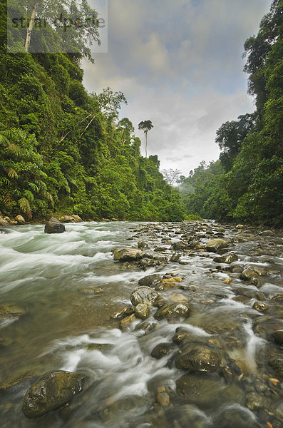 Fluss durch Regenwald  Gunung Leuser Nationalpark  Sumatra  Indonesien  Asien