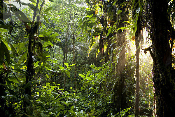 Sonnenlicht im dichten Dschungel des Braulio Carrillo Nationalpark  Costa Rica  Mittelamerika