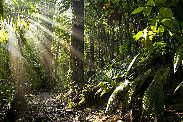 Sonnenstrahlen im dichten Dschungel des Braulio Carrillo Nationalpark  Costa Rica  Mittelamerika