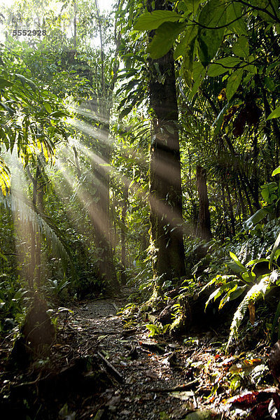 Sonnenstrahlen im dichten Dschungel des Braulio Carrillo Nationalpark  Costa Rica  Mittelamerika