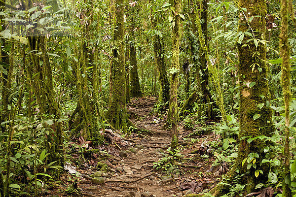Moosbewachsene Bäume an einem Wanderweg im Nationalpark Volc·n Tenorio  Costa Rica  Mittelamerika