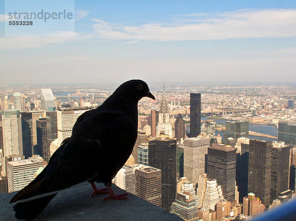 Taube blickt von der Kante auf New York City herab