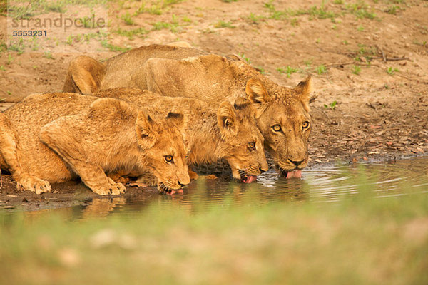 Löwen trinken zusammen an der Wasserstelle