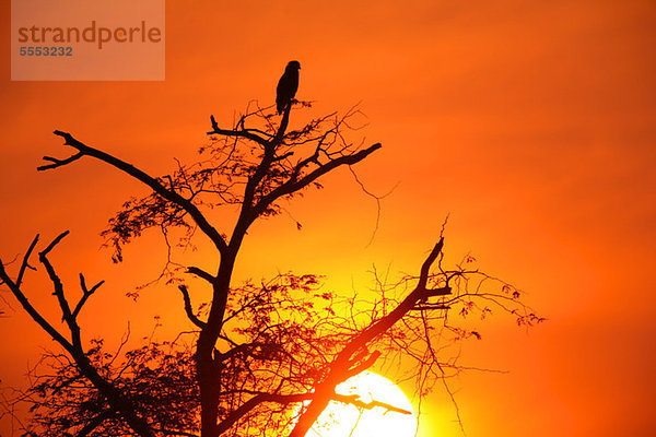 Brown Snake Eagle thront auf Baum bei Sonnenuntergang