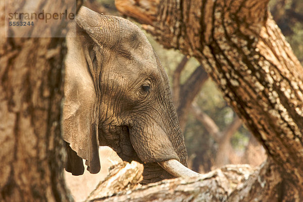 Seitenansicht des afrikanischen Elefanten