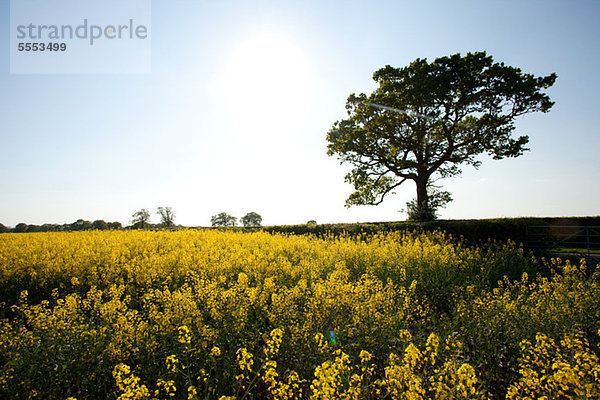 Gelbes Blumenfeld in Crockham Hill  Kent  UK