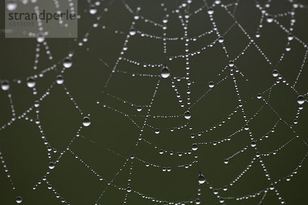 Tautropfen auf Spinnennetz