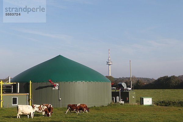 Rinder stehen vor einer Biogasanlage  Kreis Steinburg  Schleswig-Holstein  Deutschland