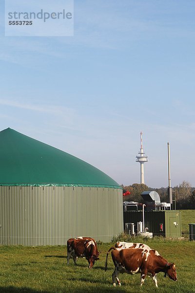 Rinder stehen vor einer Biogasanlage  Kreis Steinburg  Schleswig-Holstein  Deutschland