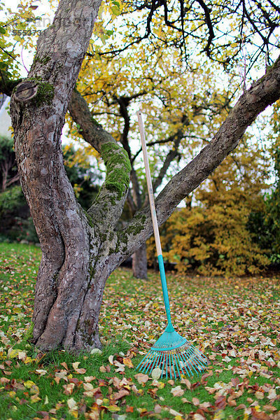 angelehnt Baum Laub Rechen Wiese Baumstamm Stamm