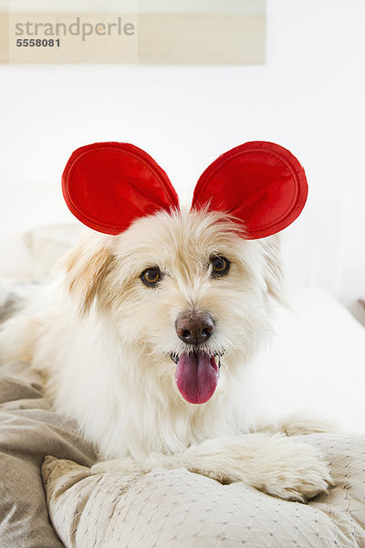 Hund mit Spielzeugohren auf dem Bett