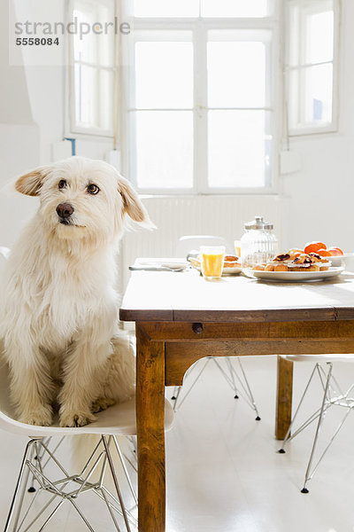 sitzend  Hund  Tisch
