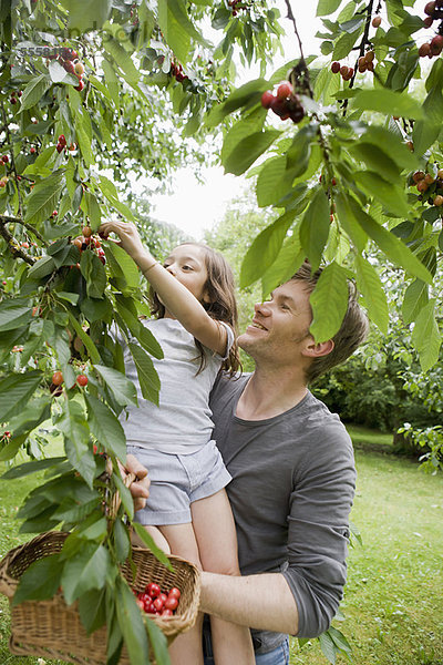 Vater und Tochter beim Obstpflücken