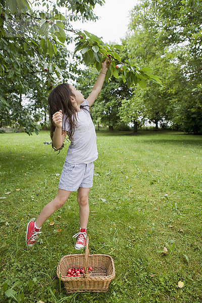 Mädchen beim Obstpflücken im Garten