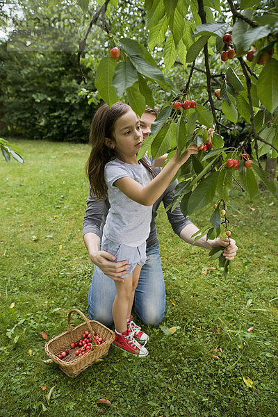 Vater und Tochter beim Obstpflücken