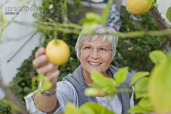 Ältere Frau beim Obstpflücken im Freien