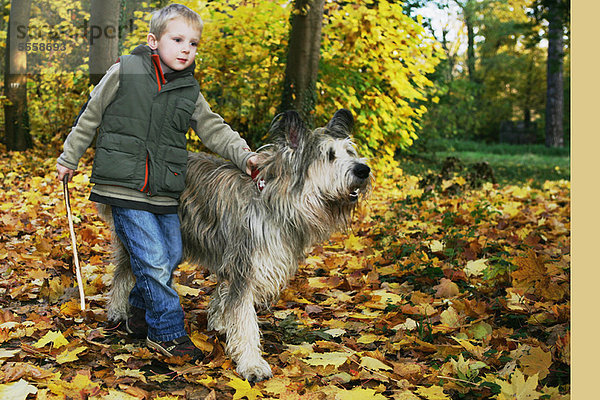 gehen Junge - Person Hund Laub