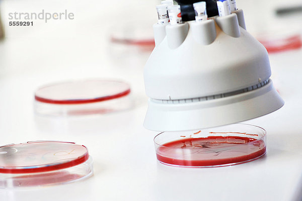 Werkzeug schwebt über Petrischalen im Labor