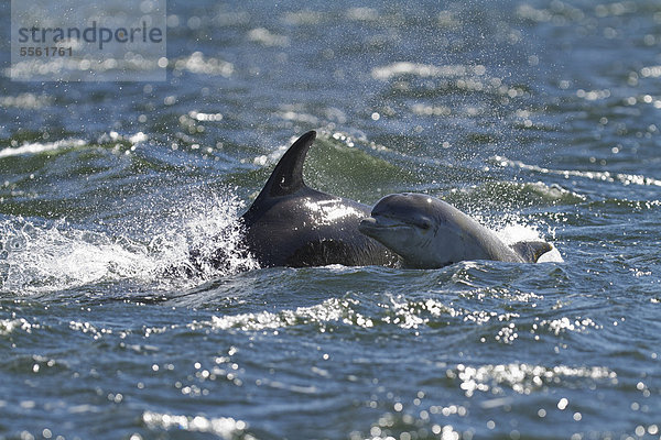 Großer Tümmler  Delfin (Tursiops truncatus)  Kalb beim Skyhopping während des Auftauchens neben seiner Mutter im Moray Firth am Chanonry Roint  Fortrose  Black Isle  Schottland  Großbritannien  Europa