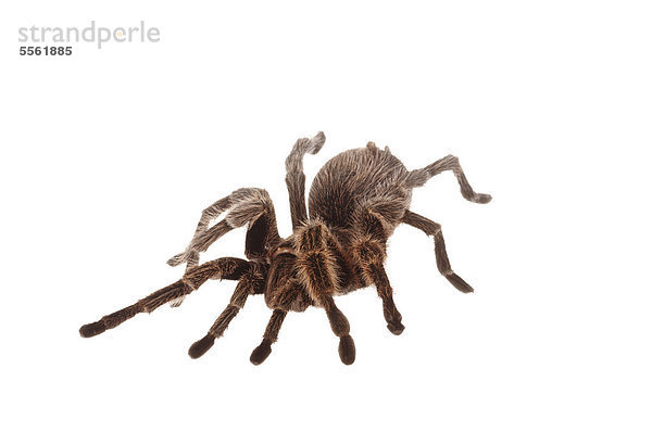 Rote Chile-Vogelspinne (Grammostola rosea)