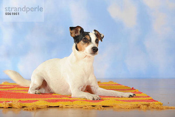 Parson Russell Terrier  liegend auf Decke