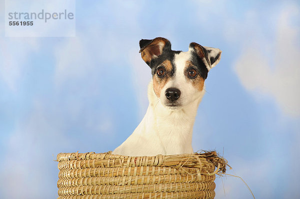 Parson Russell Terrier sitzt in Korb