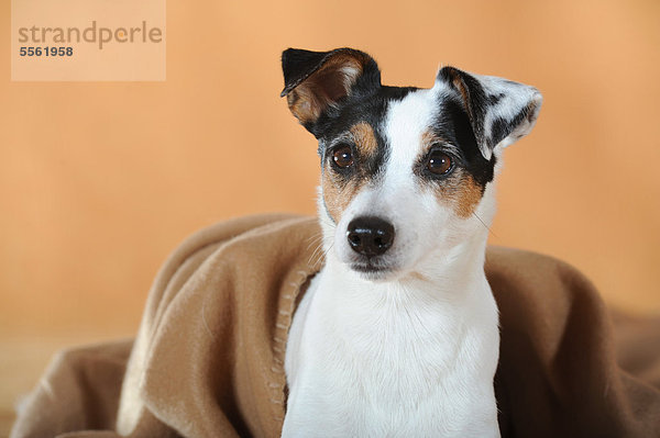 Parson Russell Terrier  Portrait mit brauner Decke